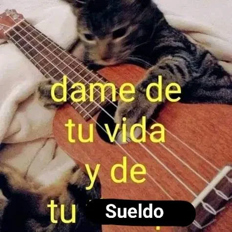 Un gato atigrado con expresión tierna y patas sobre una guitarra, con texto amarillo que dice 'dame de tu vida y de tu Sueldo'.