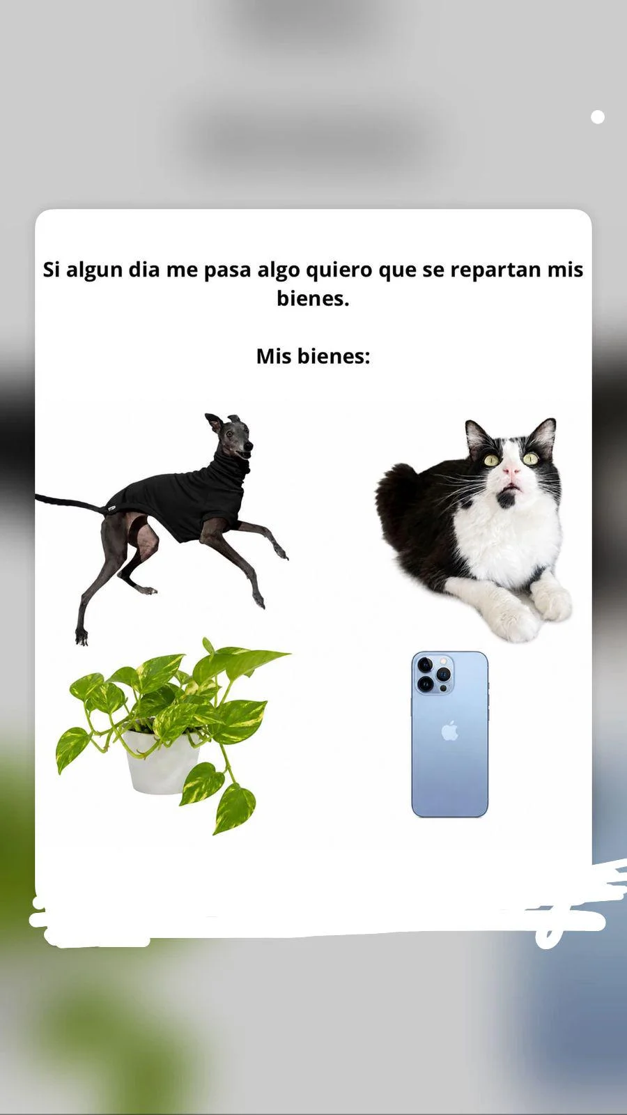 Meme con texto 'Si algún día me pasa algo quiero que se repartan mis bienes' mostrando un perro, un gato, una planta y un iPhone.