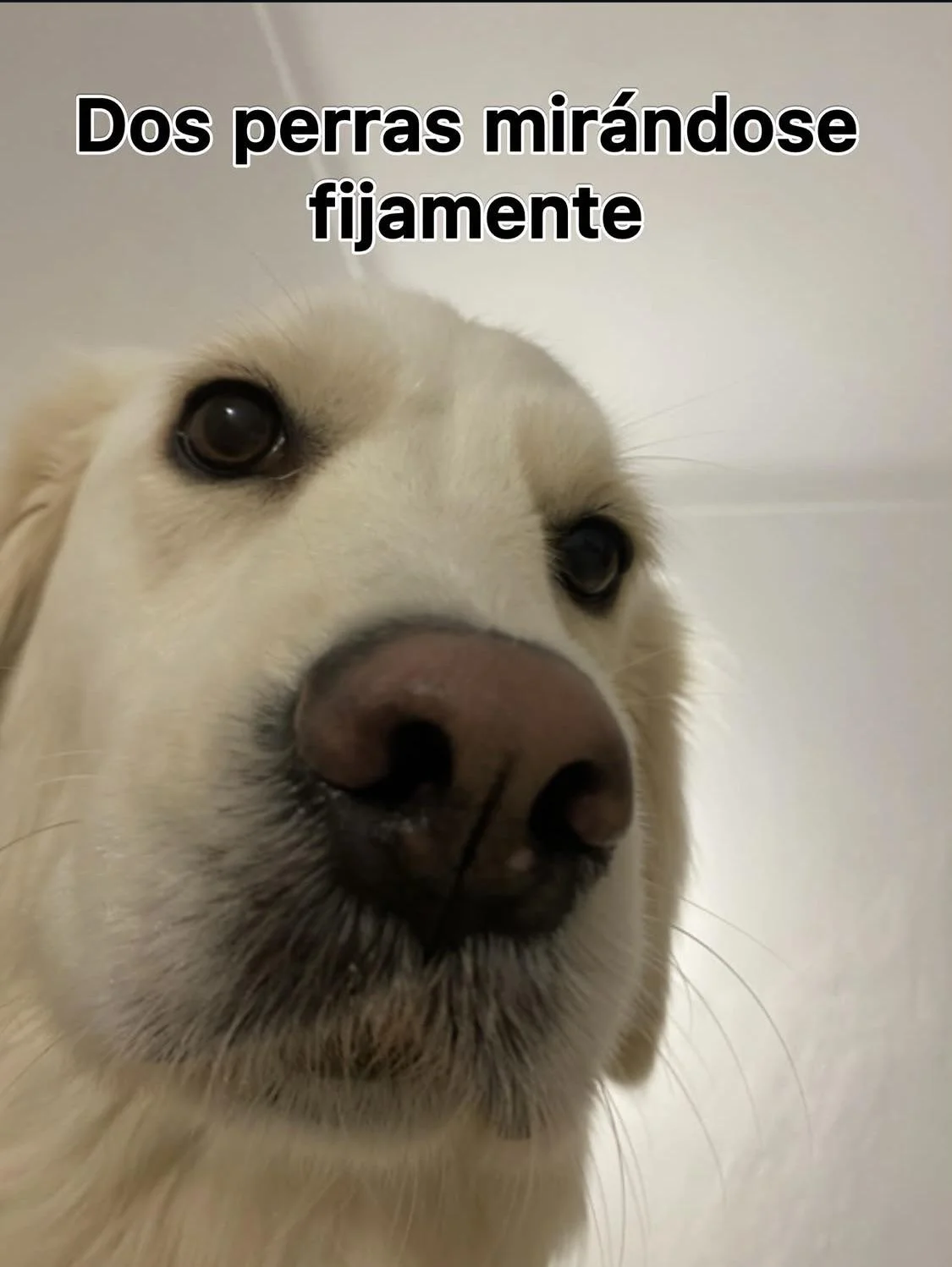 Un perro golden retriever de cerca, mirando fijamente a la cámara desde un ángulo bajo, con el texto "Dos perras mirándose fijamente" en la