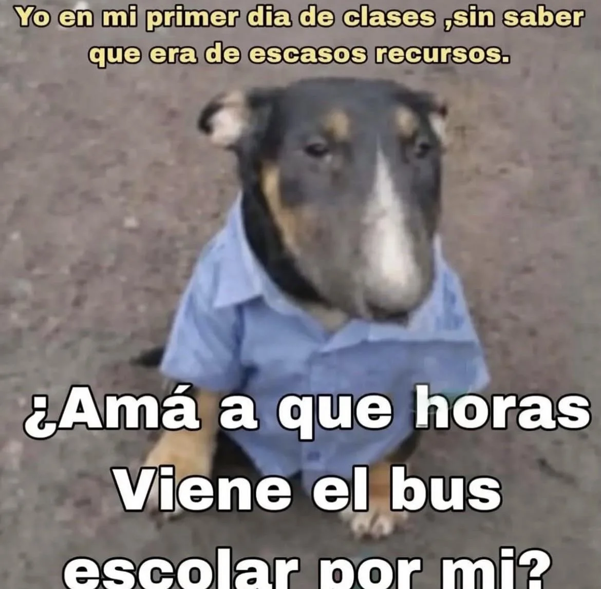 Un perro Bull Terrier con camisa azul de uniforme escolar pregunta inocentemente por el bus escolar, sin saber que su escuela es de bajos re
