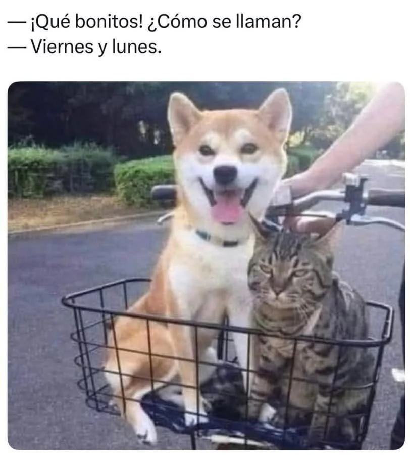 Un perro shiba inu sonriente y un gato atigrado con cara de enojo sentados en la canasta de una bicicleta, representando el viernes y el lun