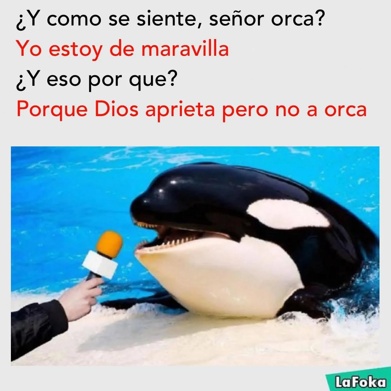 Una orca sonriente es entrevistada por una mano con un micrófono, respondiendo a la pregunta sobre cómo se siente con un juego de palabras.
