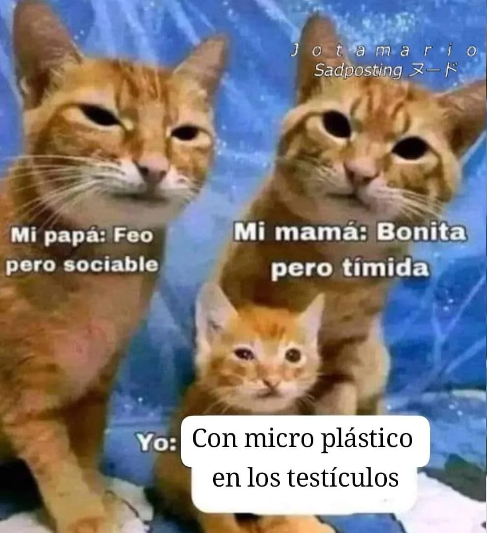 Un meme con tres gatos naranjas, un gato adulto etiquetado como 'Mi papá: Feo pero sociable', otro gato adulto como 'Mi mamá: Bonita pero tí