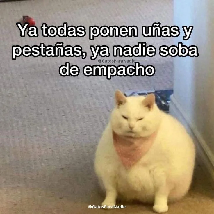 Un gato blanco y gordo con un pañuelo rosa, sentado con expresión seria, junto al texto sobre uñas, pestañas y empachos.