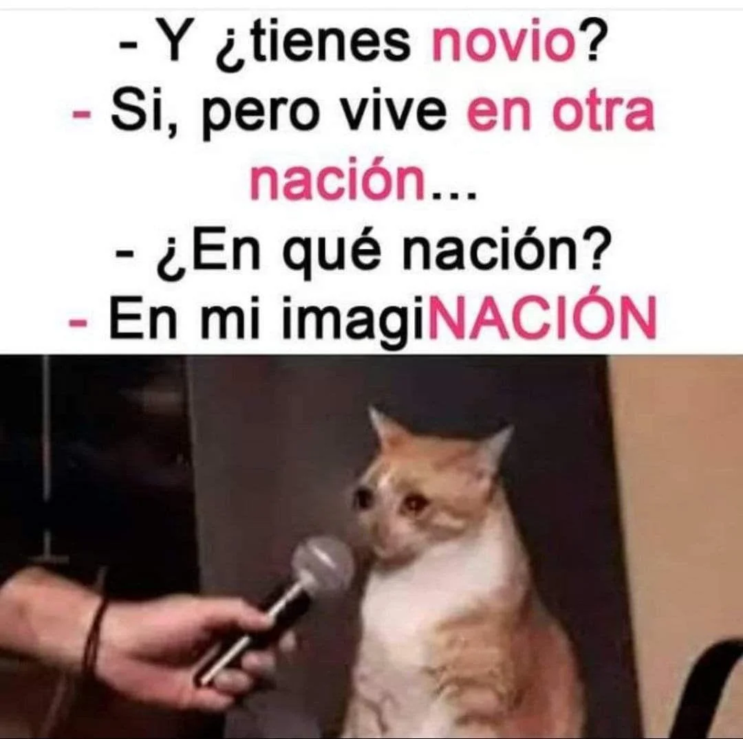 Un meme de un gato naranja y blanco siendo entrevistado, con un diálogo sobre un novio que vive en la imaginación.