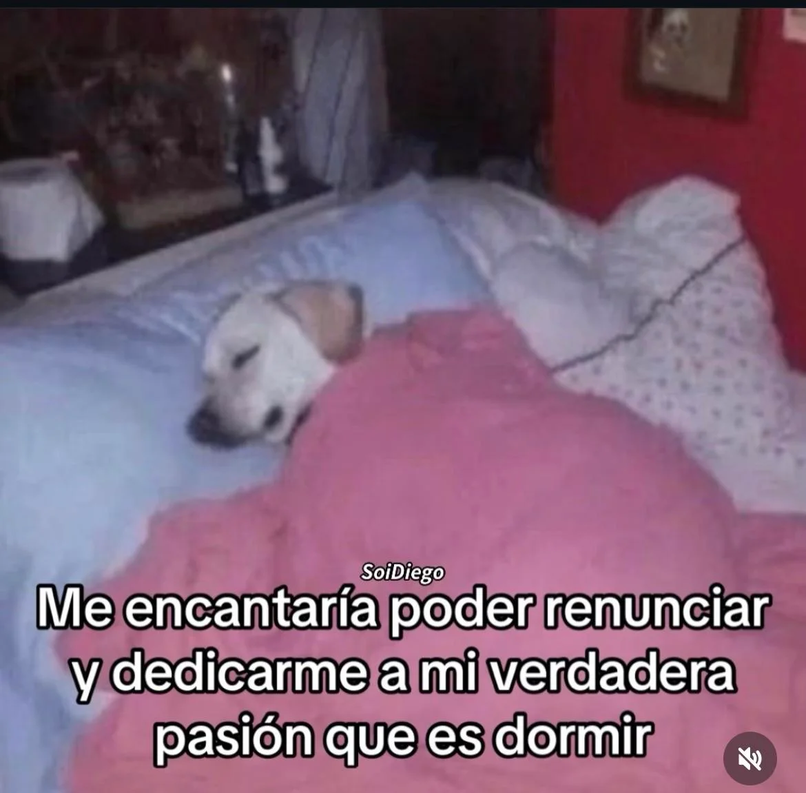 Un perro labrador blanco duerme plácidamente en una cama, cubierto con una cobija rosa, con un texto sobrepuesto.