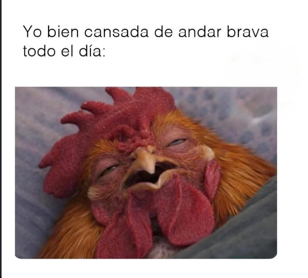 Buenas Noches Memes: Humor Oscuro y Sueños Raros