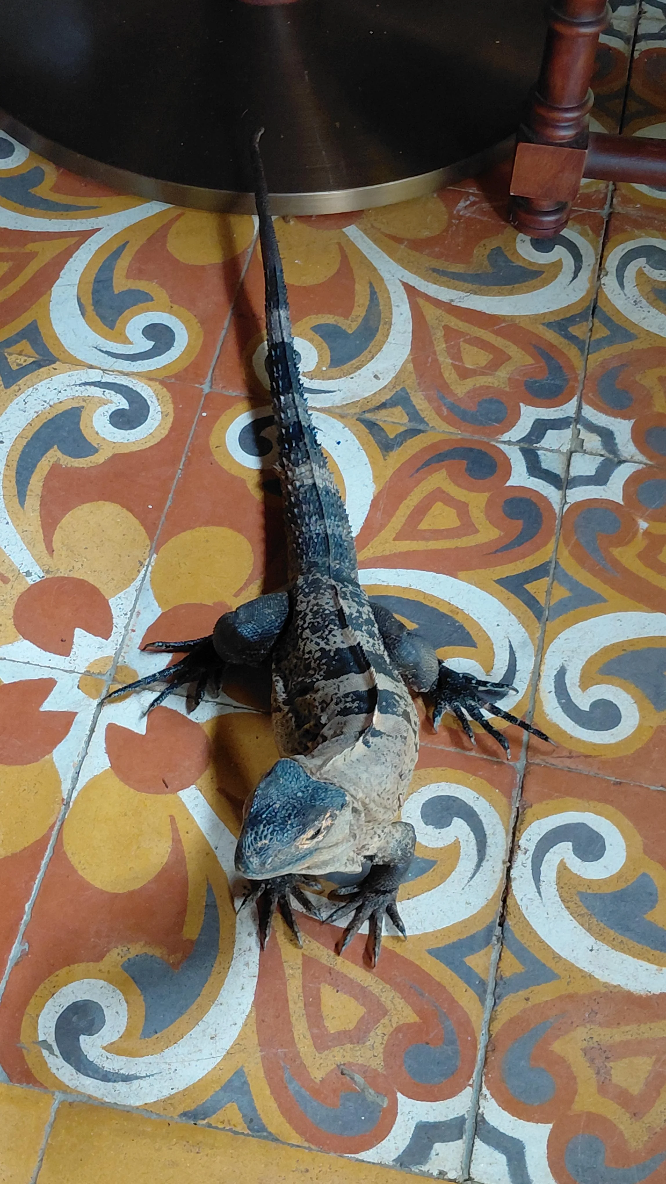 Iguana o Gallina de palo? Comenta como le dicen en tu país