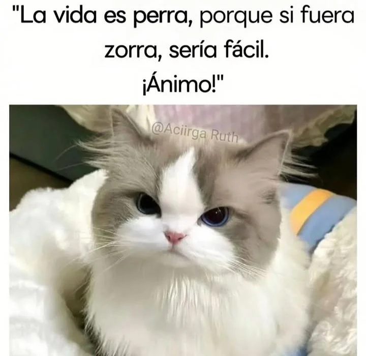 Cuando un meme es tan tú: ¡Muy yo jajaja!