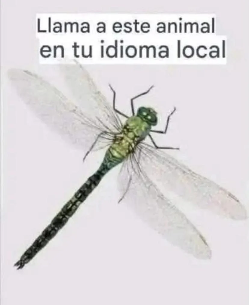 Como le llaman?