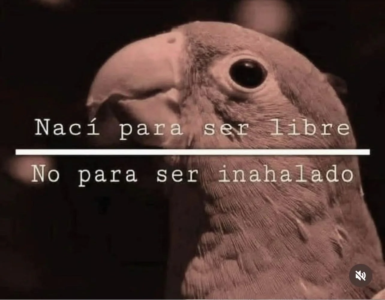 Protéjamos nuestra fauna porfavaooorrssss
