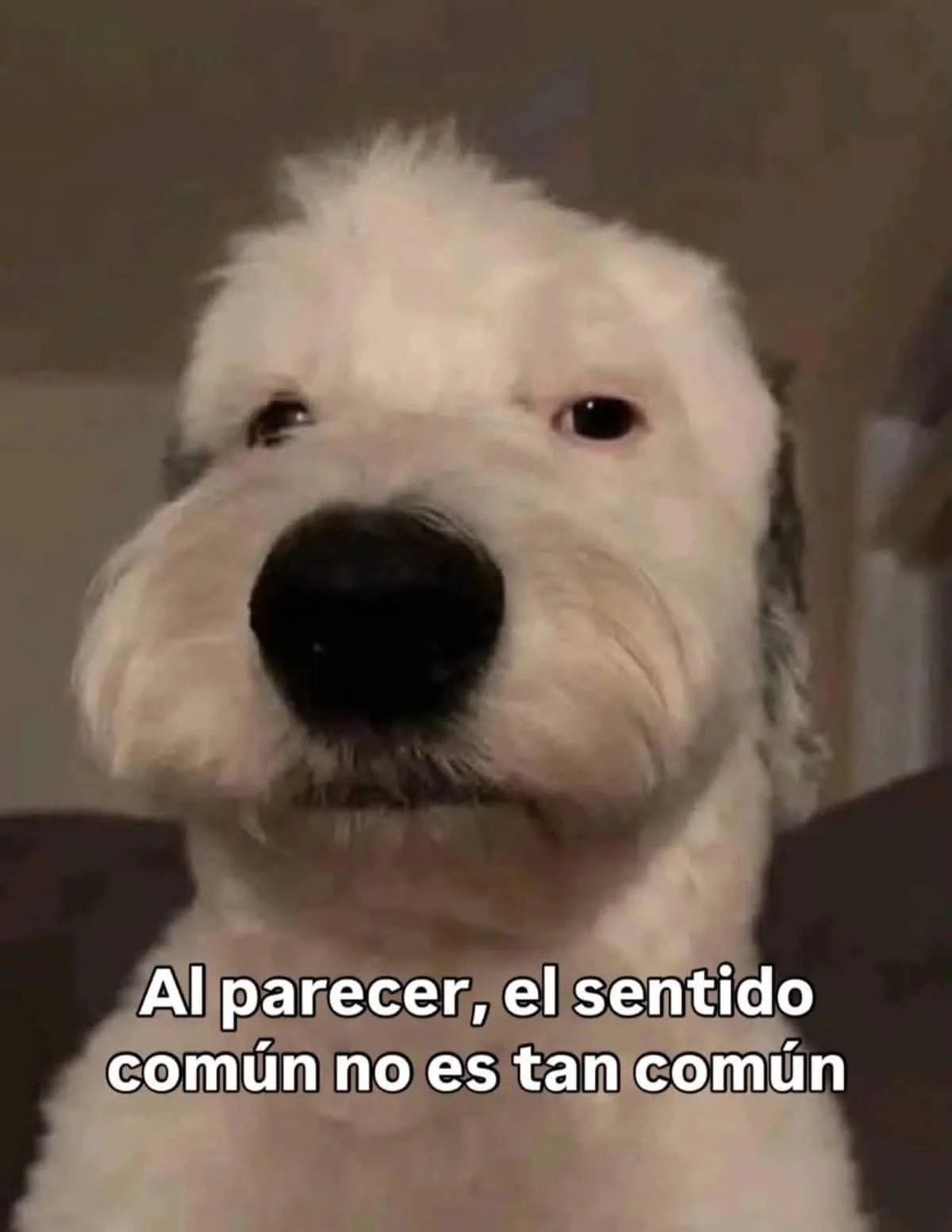 Hasta cuándo, papadio: Memes del hartazgo latino