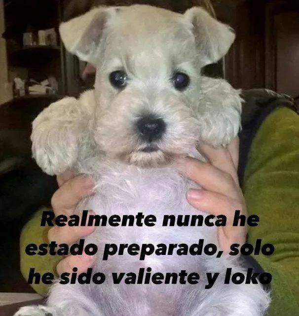Sean valientes mushashos: Memes para atreverse a todo