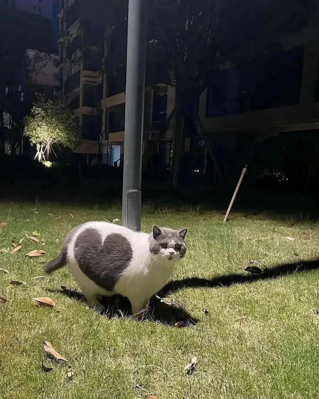 😺