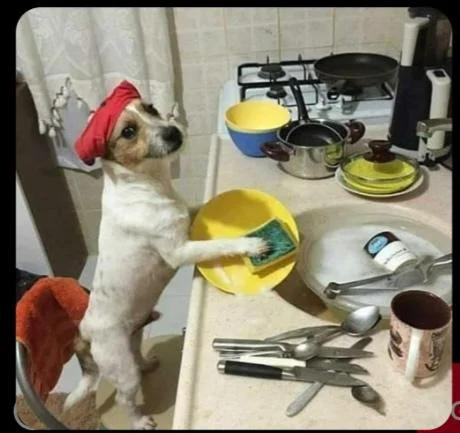 Mi ayudante de cocina es más responsable que mi ex 🤣