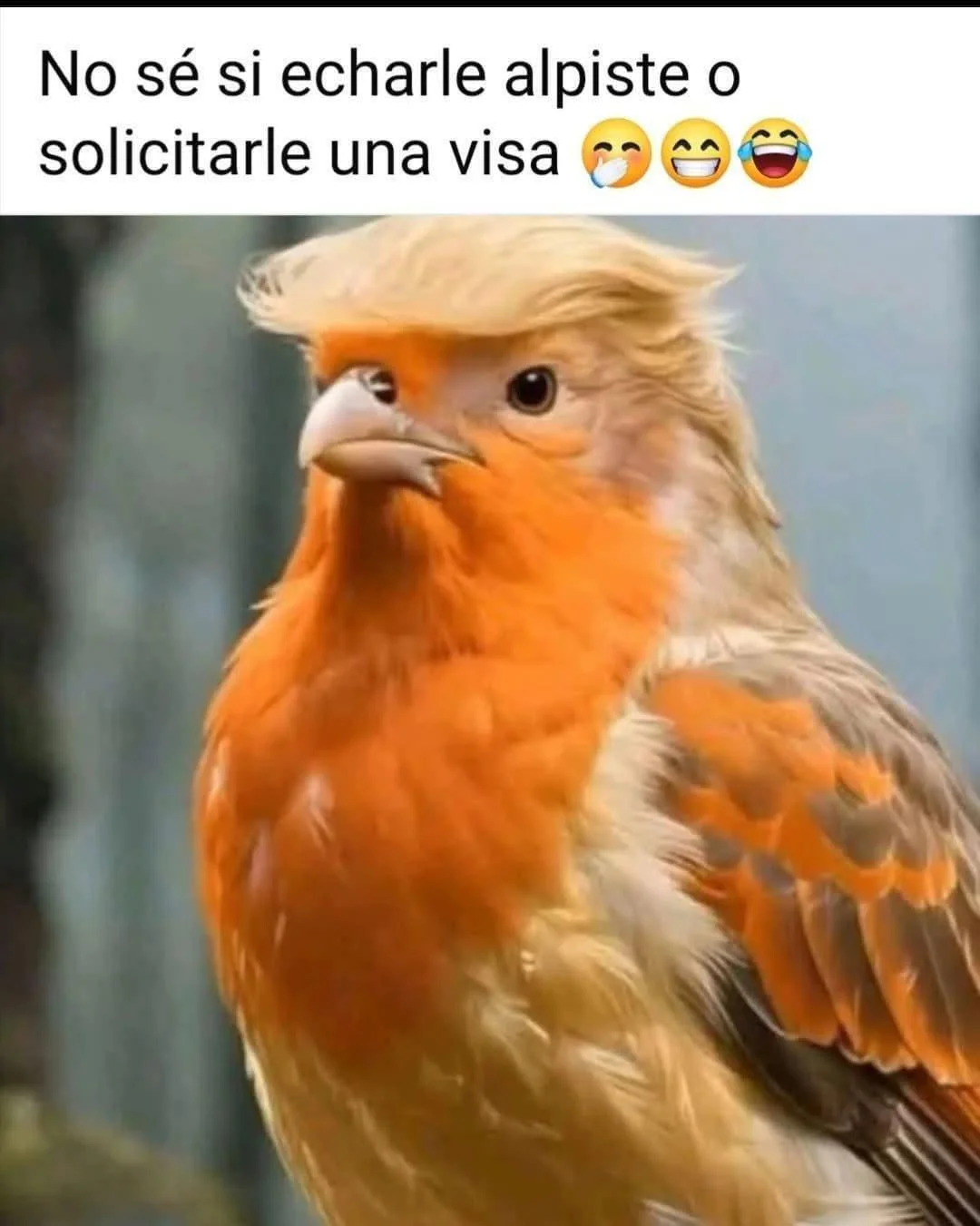 ¿Qué harías tú? Memes que te harán pensar (y reír)