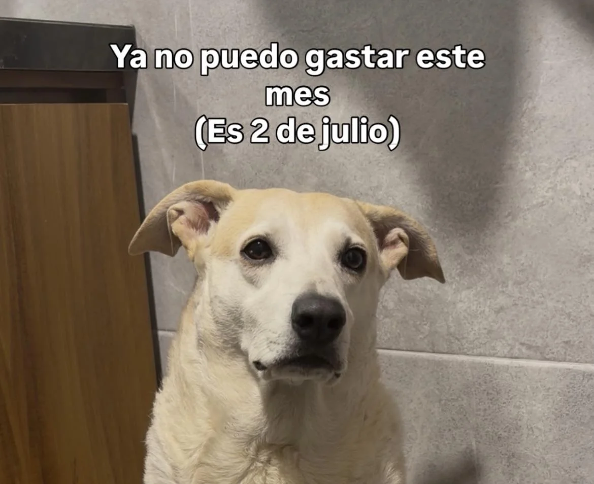¿Qué meme te representa hoy? Explora el humor latinoamericano