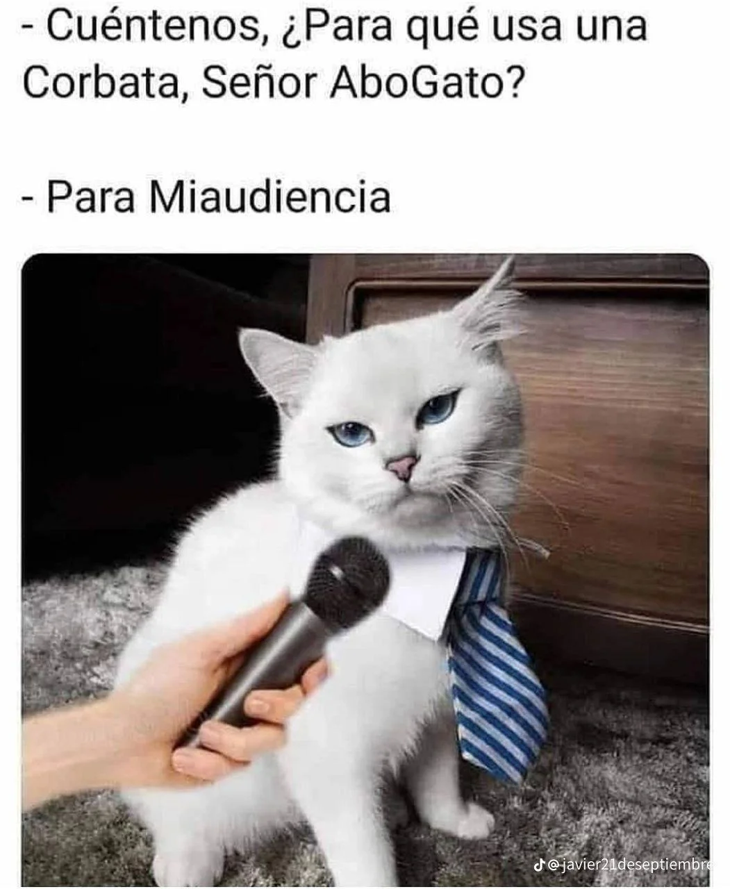 Mi gato: La vida con un michi es pura comedia 🤣