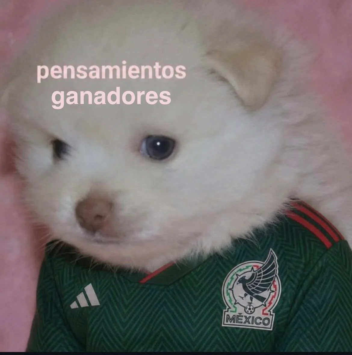 memes domingueros parte 3 👻🇲🇽⚽️