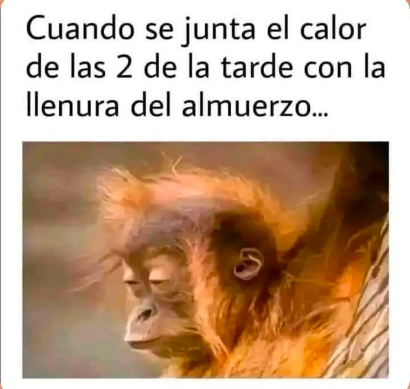 Cuando el insomnio te ataca con memes: ¡Siii!