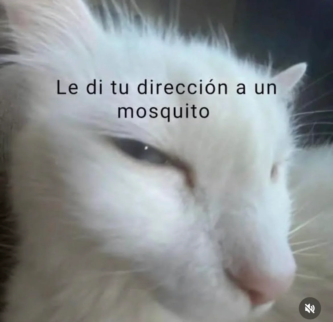 Memes Sabatinos: La Dosis de Risa para tu Sábado