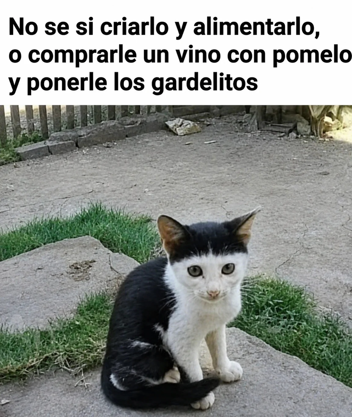 Michi meme..