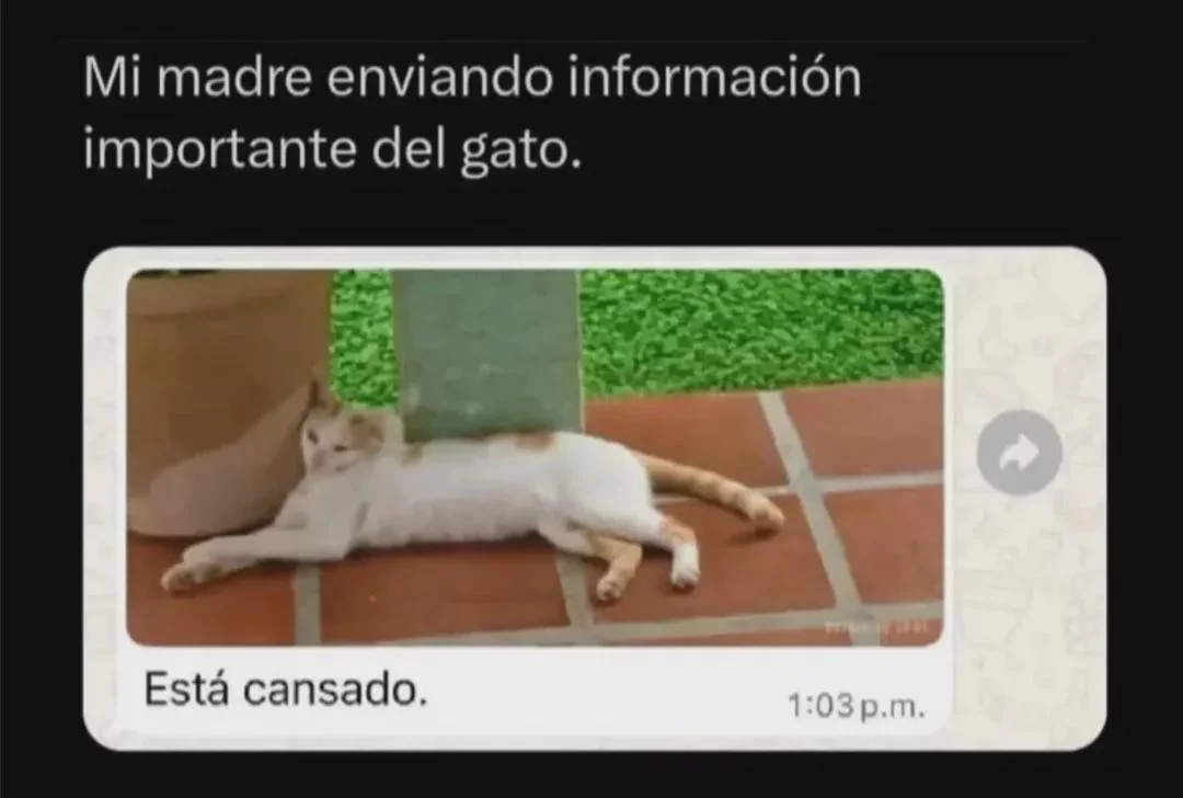 Última hora gatuna: Los memes de gatos más virales del momento