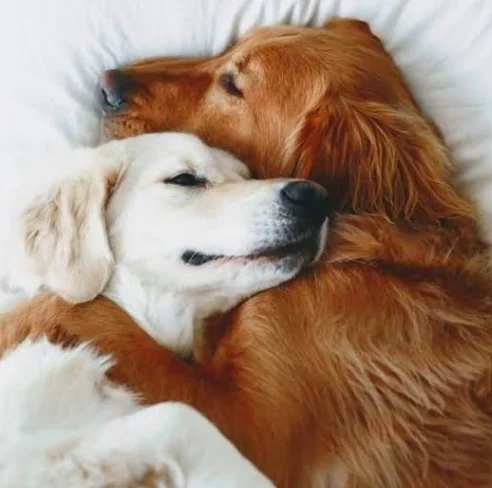 Mis dos perritos: ¡Conoce a los nuevos reyes de los memes!