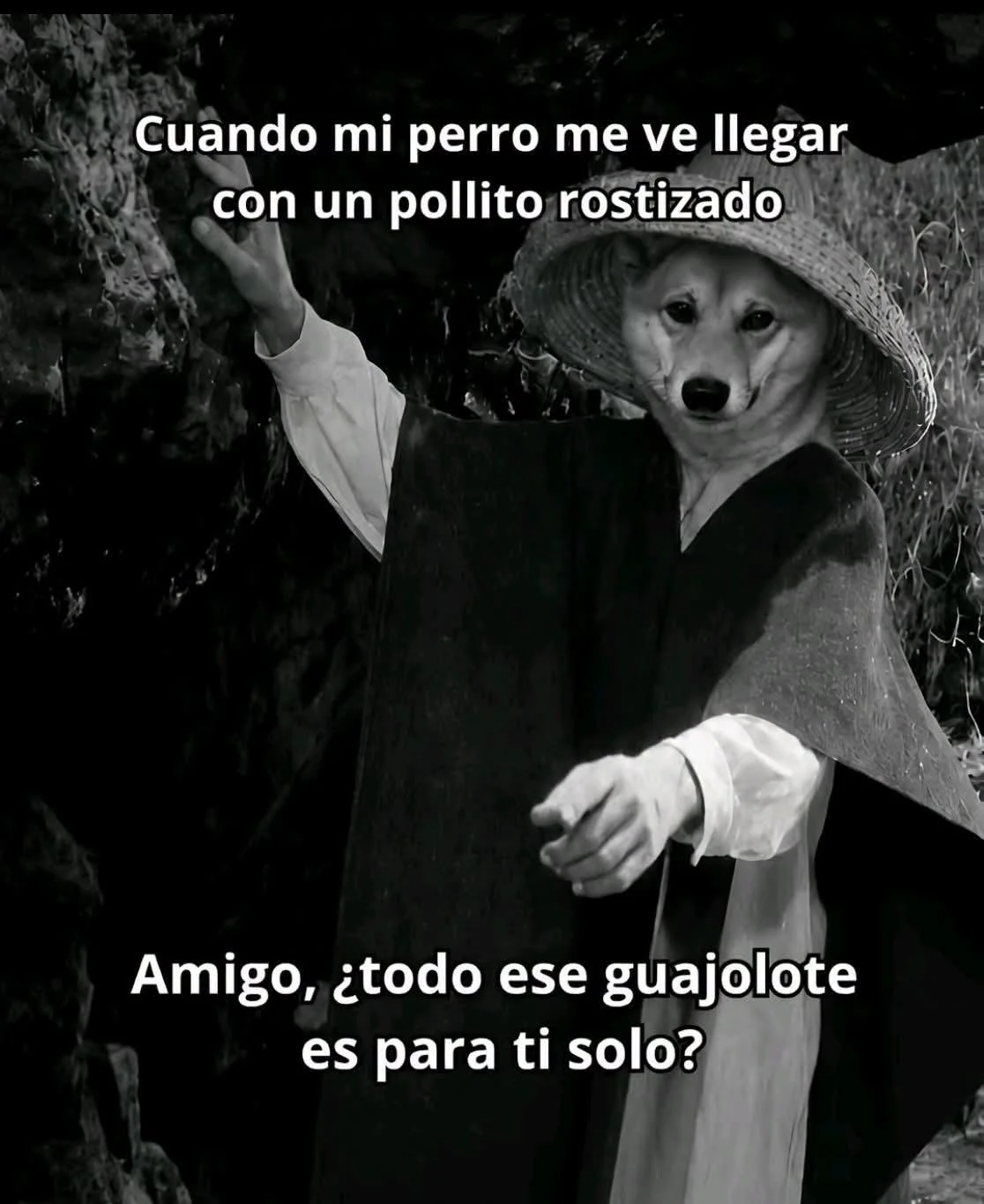 Perrito callejero: ¿Qué pasa mientras tanto?