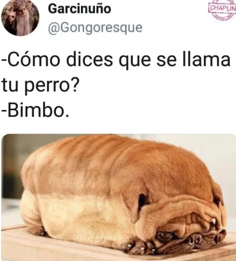 Mi perro: el meme que no sabías que necesitabas