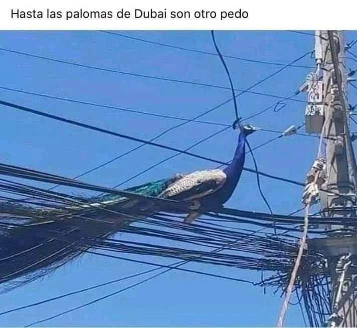 paloma real
