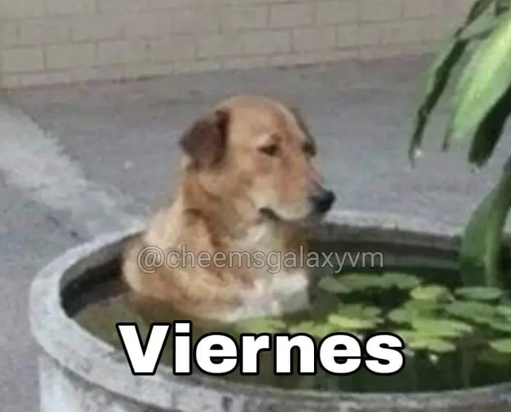 ¡Viernes de memes! La mejor selección para empezar el finde