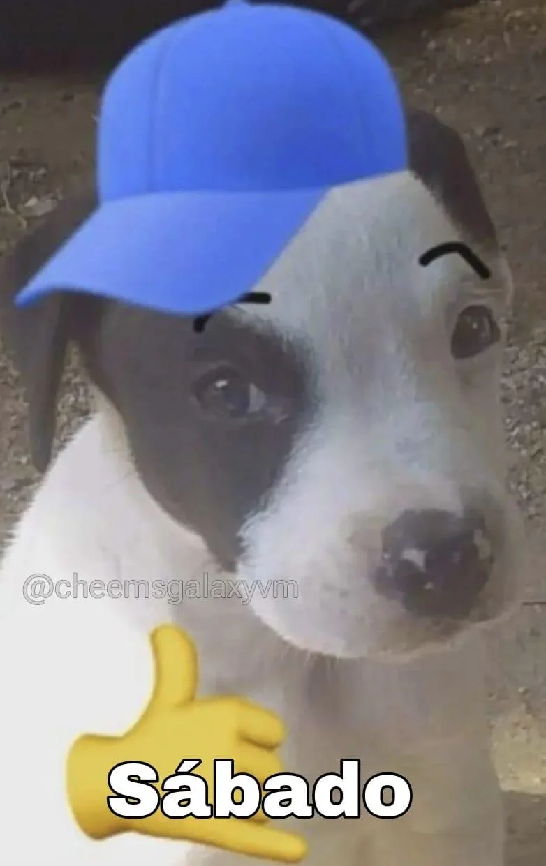 Memes de Sábado Perrón: ¡El Sábado 🐶🤙 que todos queremos!