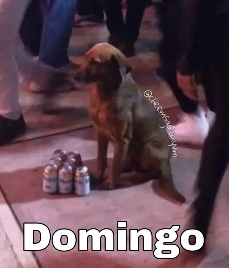 Domingo de perritos: los memes más tiernos y divertidos