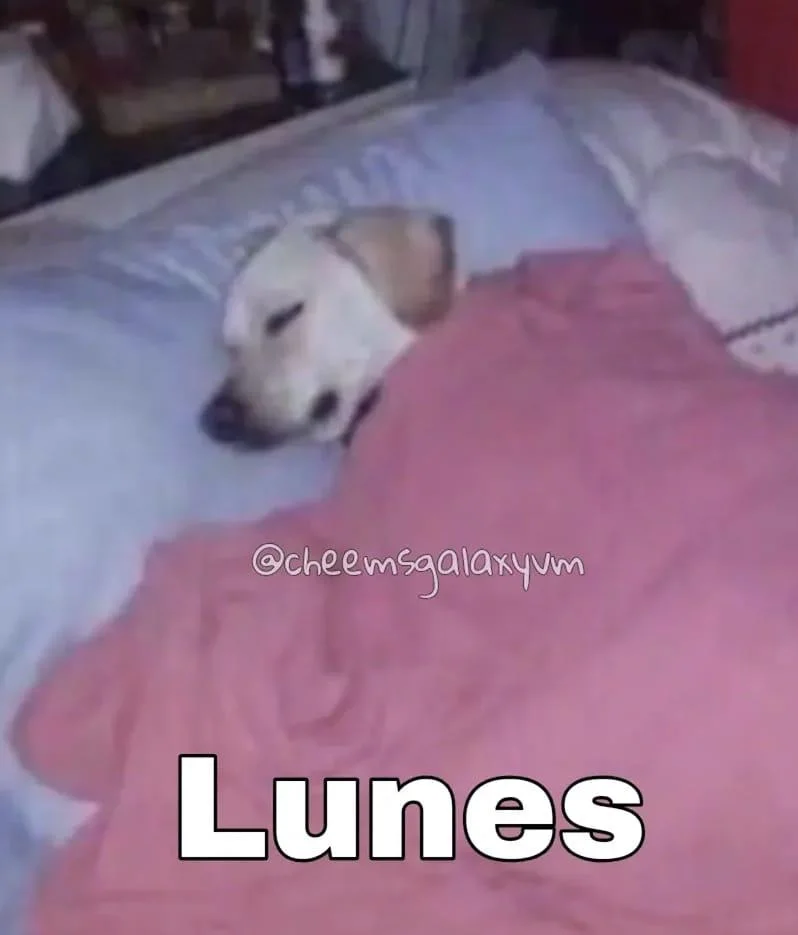 Lunes 🐶😴💤