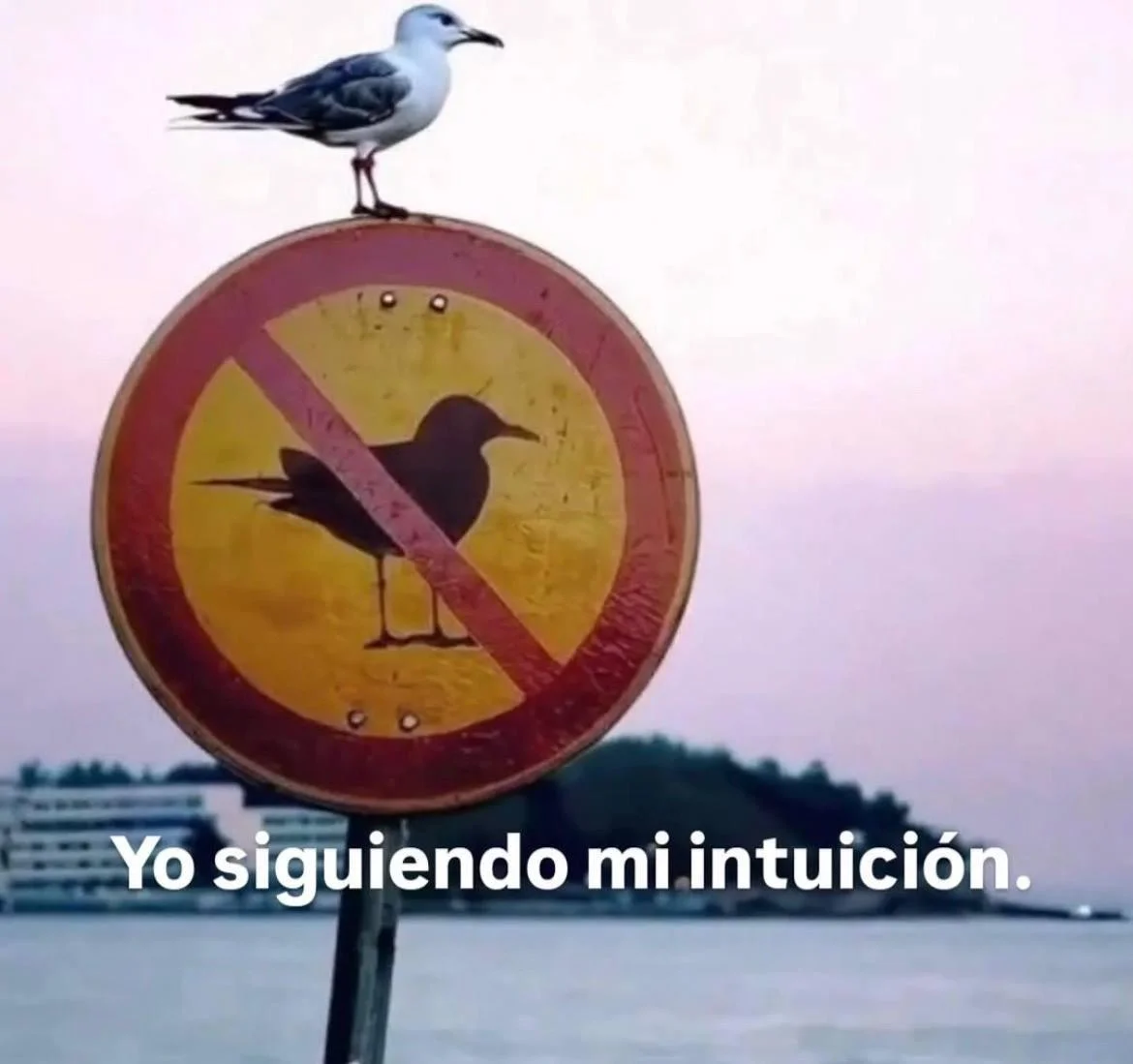 Memes x lunes