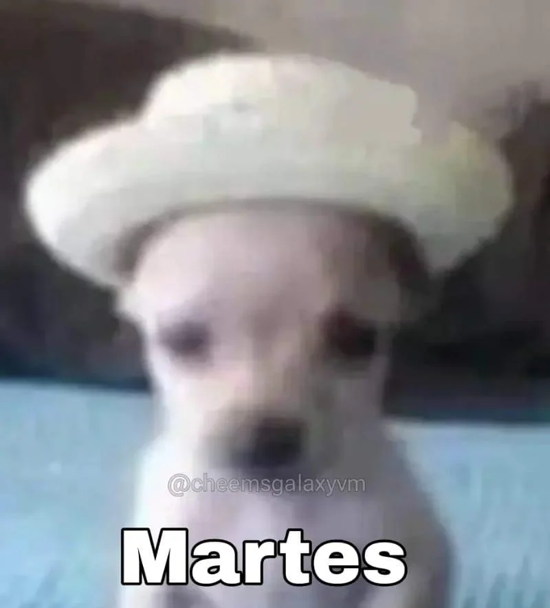 Martes de perritos: Los memes más tiernos y divertidos