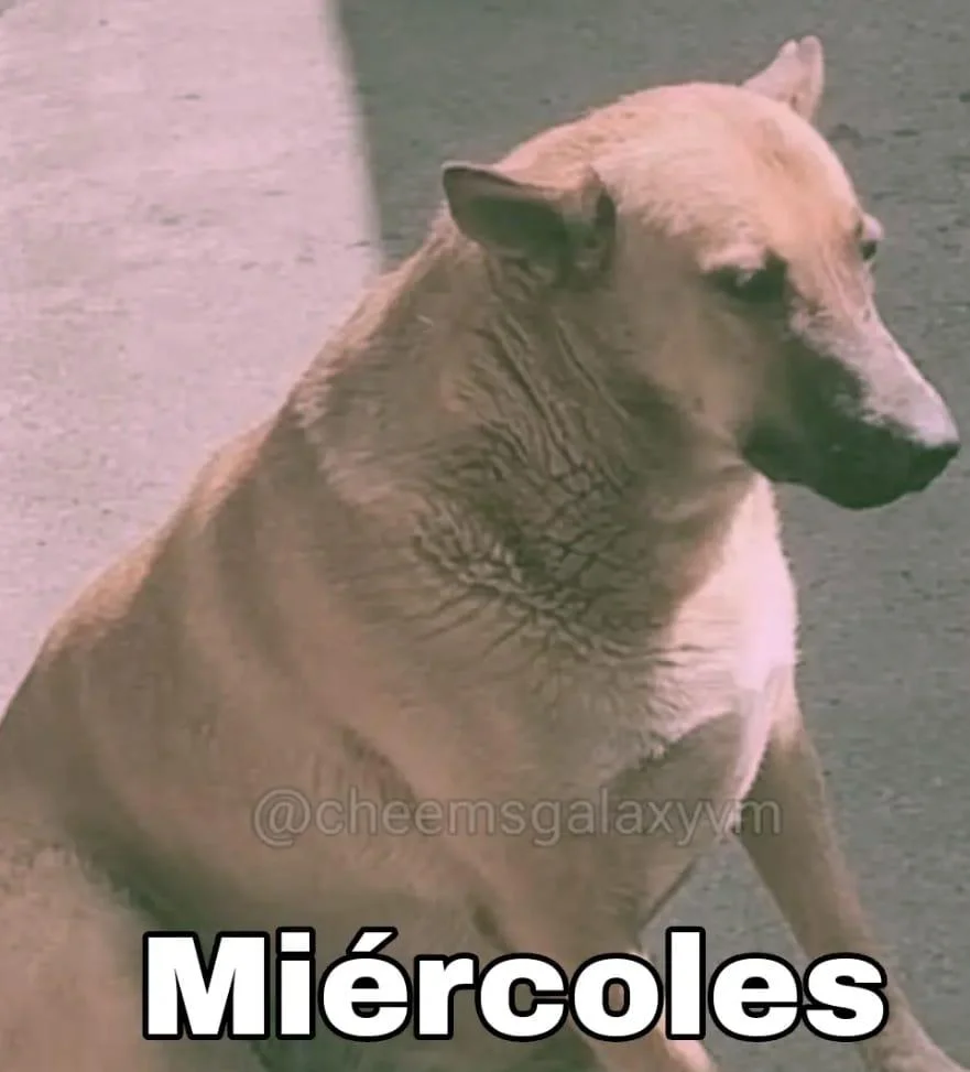 Miércoles 🐶👍