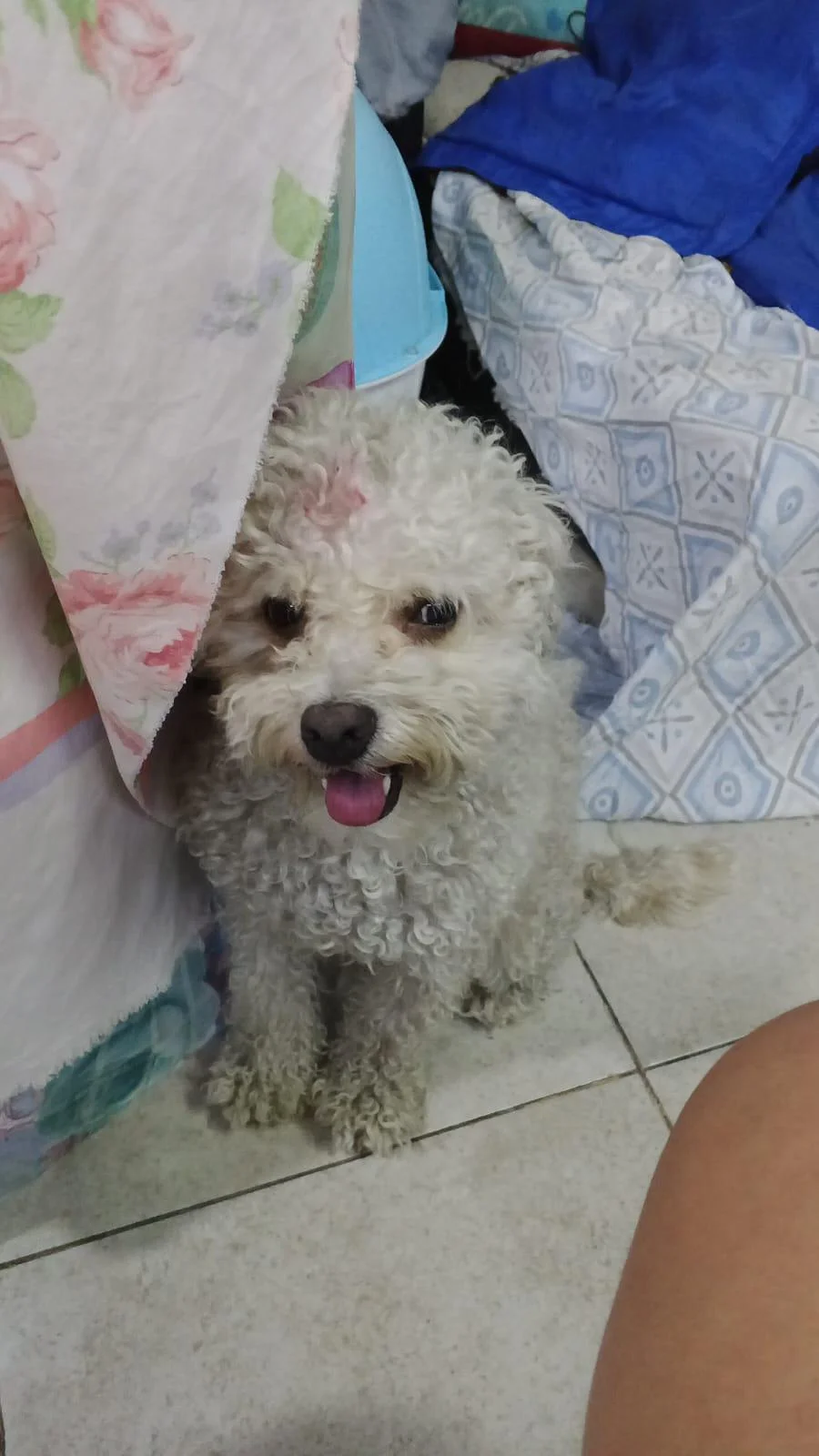 Mi osito: el meme que te hará reír a carcajadas