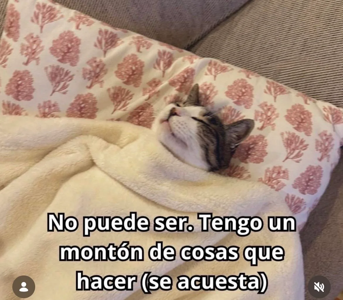 memes de hoy, parte 5 🌅