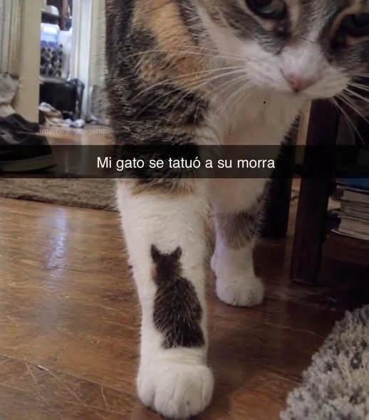 Mi gato es migajero: ¡La divertida verdad sobre los felinos glotones!