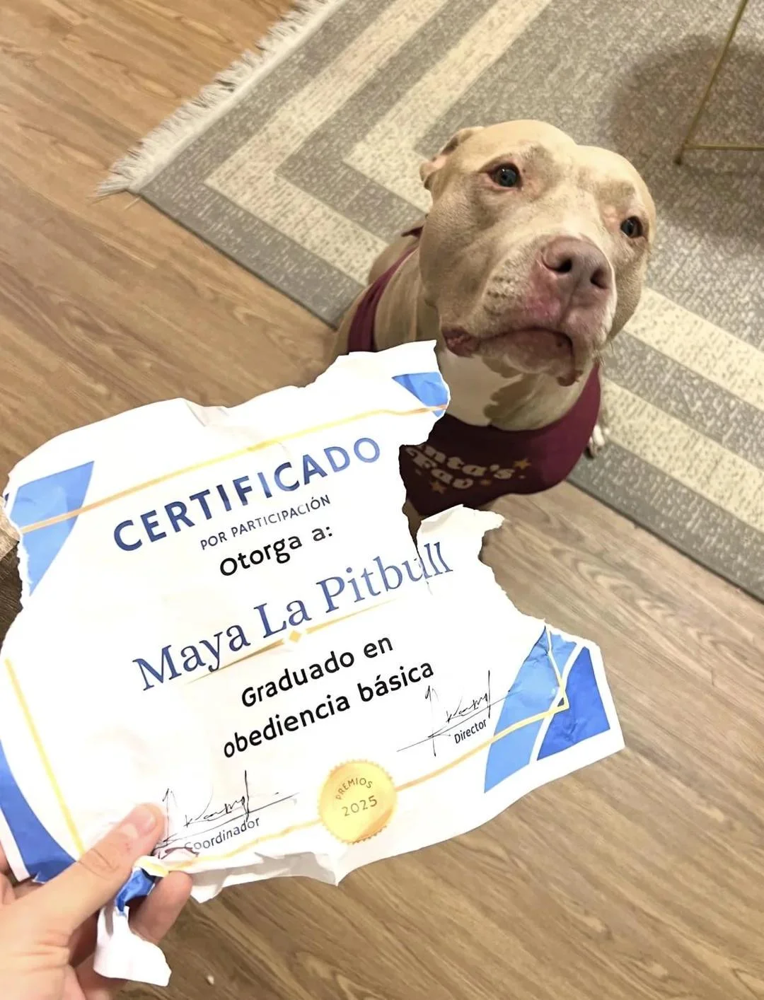 Perrito triste: el meme que te hará llorar de risa