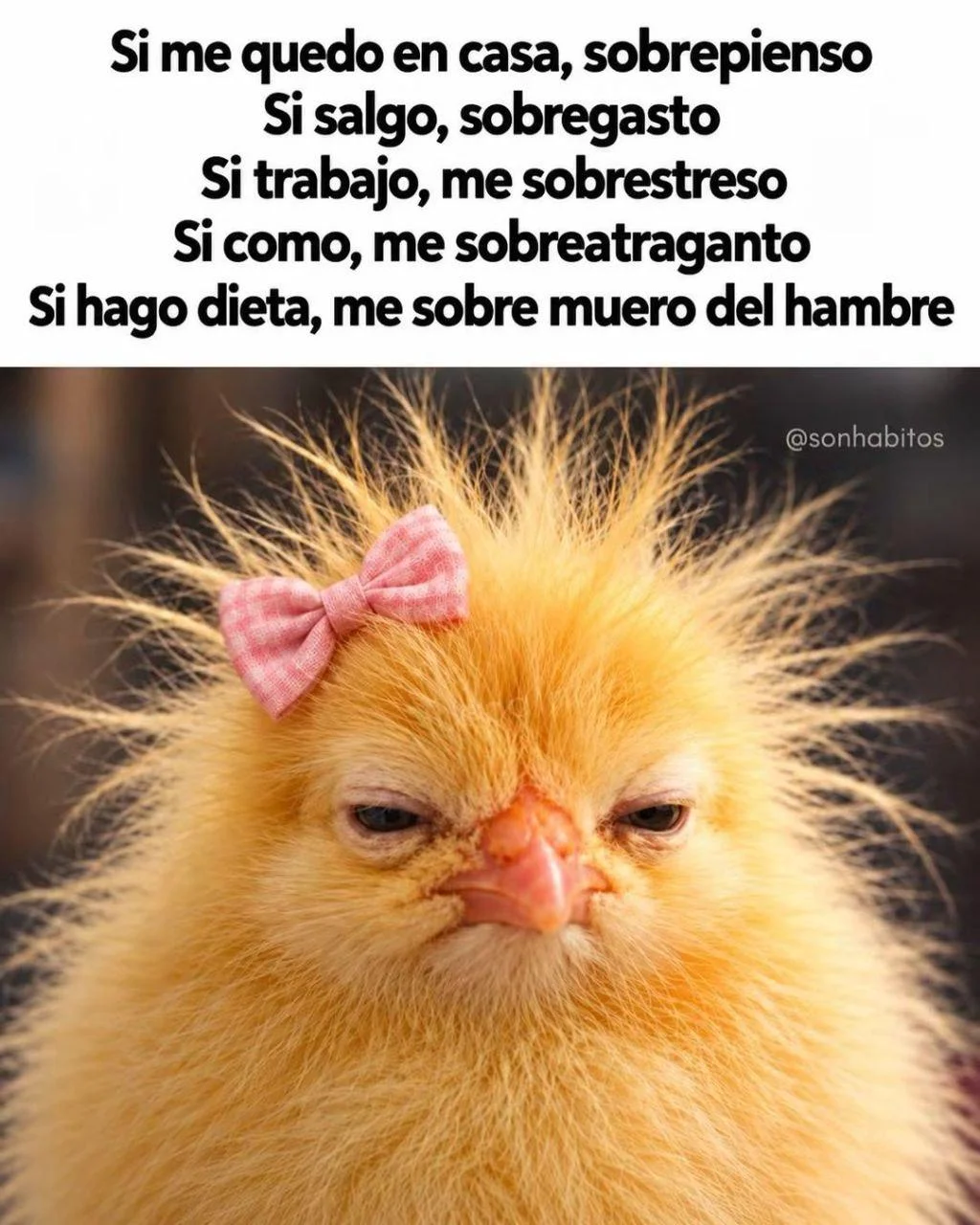 Cuando tu vida es un meme diario: ¡Así todos los días!