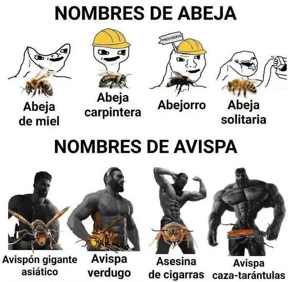Memes de abejas: ¿Por qué las preferimos?