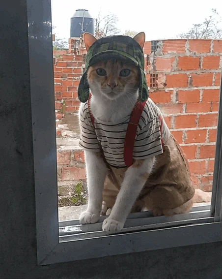 Mi gato hace travesuras: ¡Pura diversión felina!